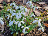 /album/rarity-a-novinky-2026-predjari/galanthus-large-york-gate2-jpg1/
